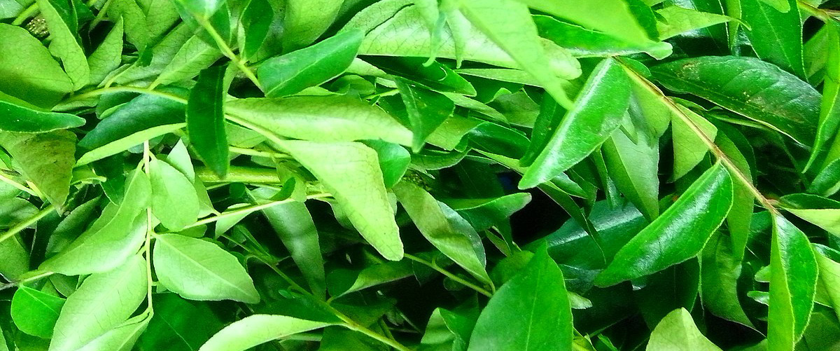 Curry Leaf: The Versatile Wonder Plant